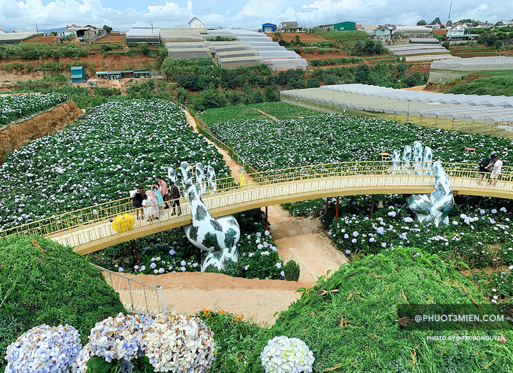 Cẩm tú cầu ở Trại Mát