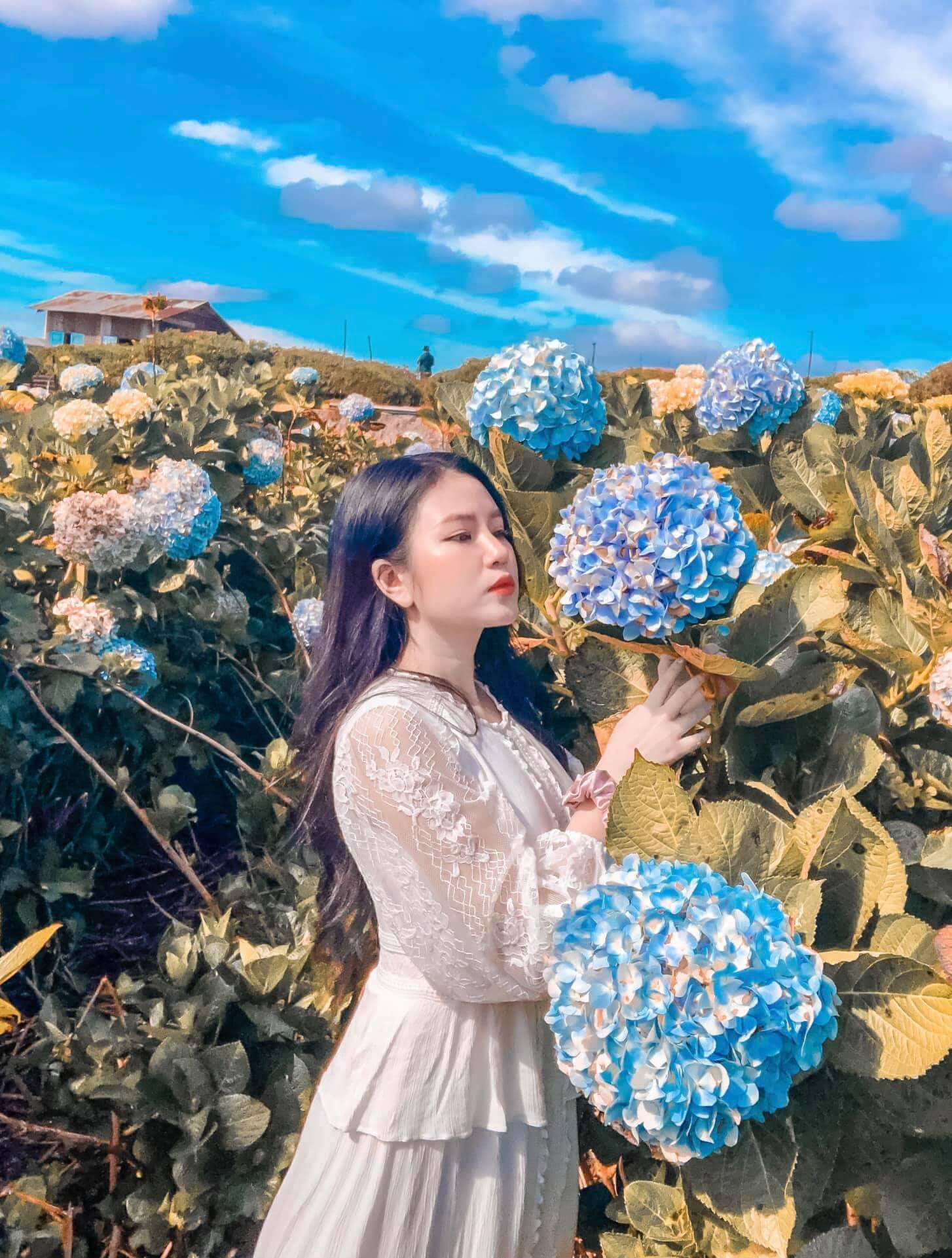Chụp ảnh cẩm tú cầu đẹp