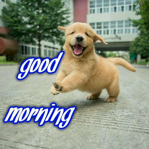Cười vui buổi sáng