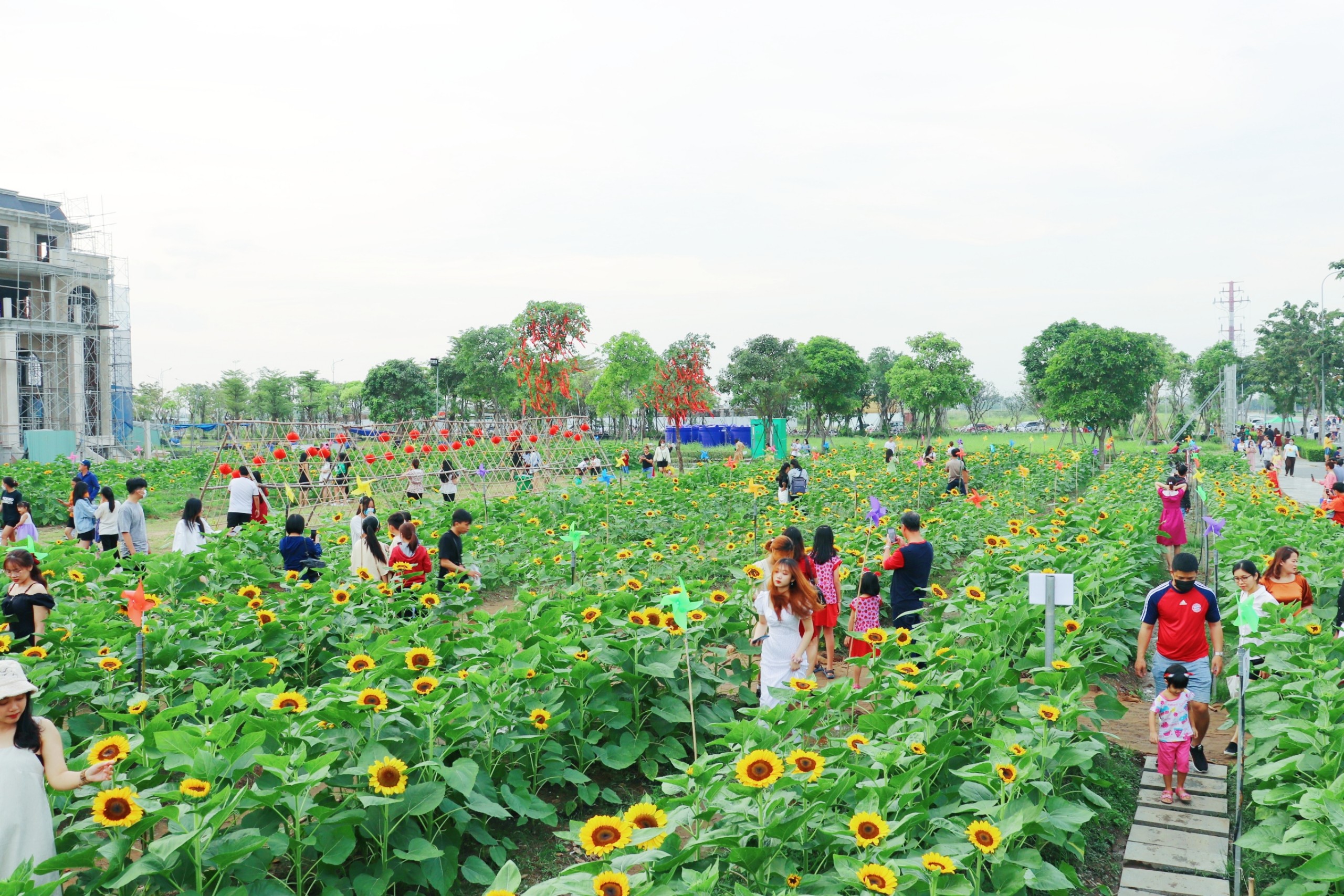 Cánh đồng hoa hướng dương Thủ đức